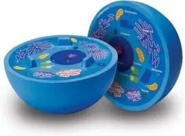 Juego Celula Animal con Seccion Transversal