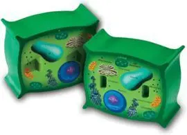 Juego Celula Vegetal con Seccion Transversal