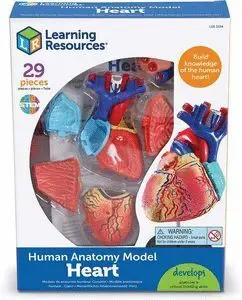 Juego Corazon Anatomico Humano