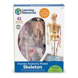 Juego Esqueleto Humano con Seccion Transversal