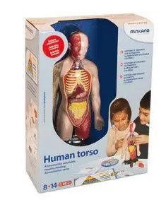 Juego Torso Humano
