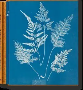 Anna Atkins Cyanotypes (Ffe)