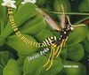 LA ODISEA DE POLISTES