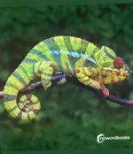 Animales de la Selva