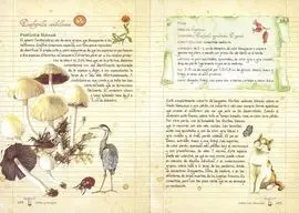 Setas y Hongos