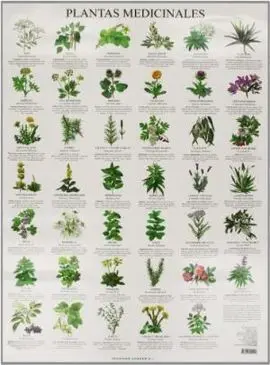 Láminas. Plantas Medicinales
