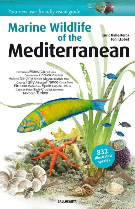 Marine Wildlife Of The Mediterranean