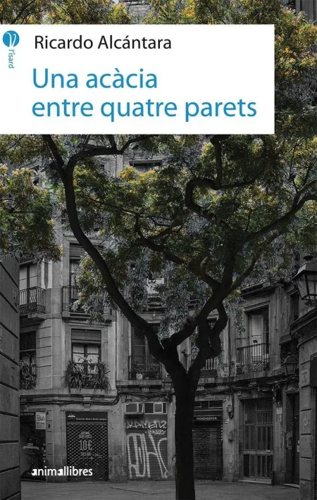 Una Acàcia entre Quatre Parets