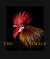 THE ANIMALS