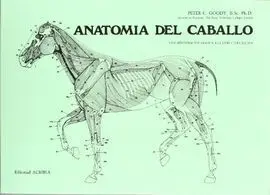 Anatomia del Caballo