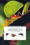 Los Pequeños Animales de las Casas