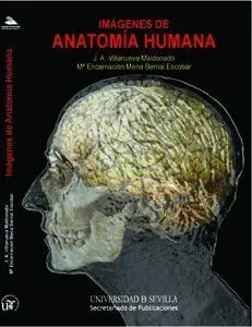 Imágenes de Anatomía Humana