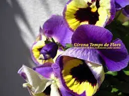 Girona Temps de Flors
