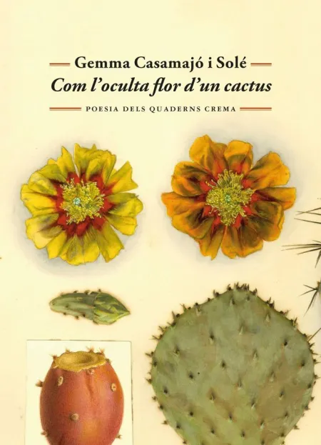 Com L'oculta Flor D'un Cactus