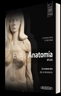 Eva. Anatomía. Atlas