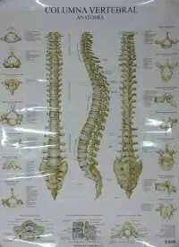 Láminas. Columna Vertebral