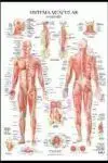 Láminas. Sistema Muscular