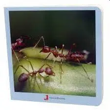 Animalitos