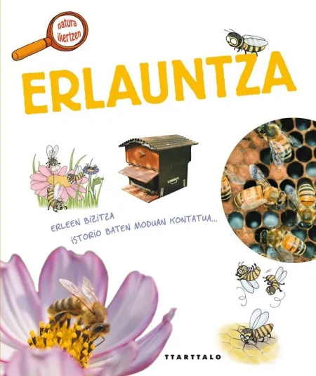 Erlauntza