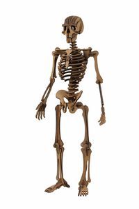 MAQUETA ESQUELETO HUMANO 3D 2PL D4