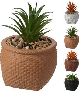 PLANTA SUCULENTA DE 11CM EN MACETA SURTIDAS