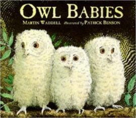 OWL BABIES