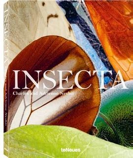 INSECTA