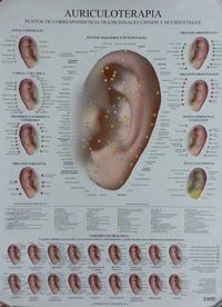 LÁMINAS. AURICULOTERAPIA