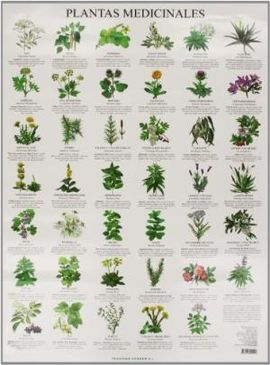 LÁMINAS. PLANTAS MEDICINALES