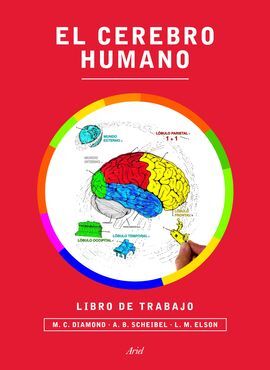 EL CEREBRO HUMANO