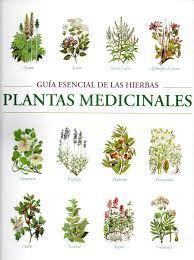 PLANTAS MEDICINALES