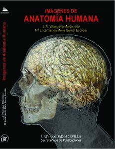 IMÁGENES DE ANATOMÍA HUMANA