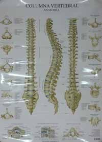 LÁMINAS. COLUMNA VERTEBRAL