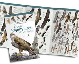 OCELLS RAPINYAIRES DE CATALUNYA